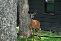 Nature’s Backyard Cameo