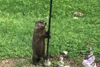 An Unexpected Backyard Guest