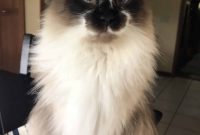 Paws Across the Planet