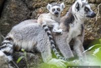 Madagascar A Realm of Lemurs