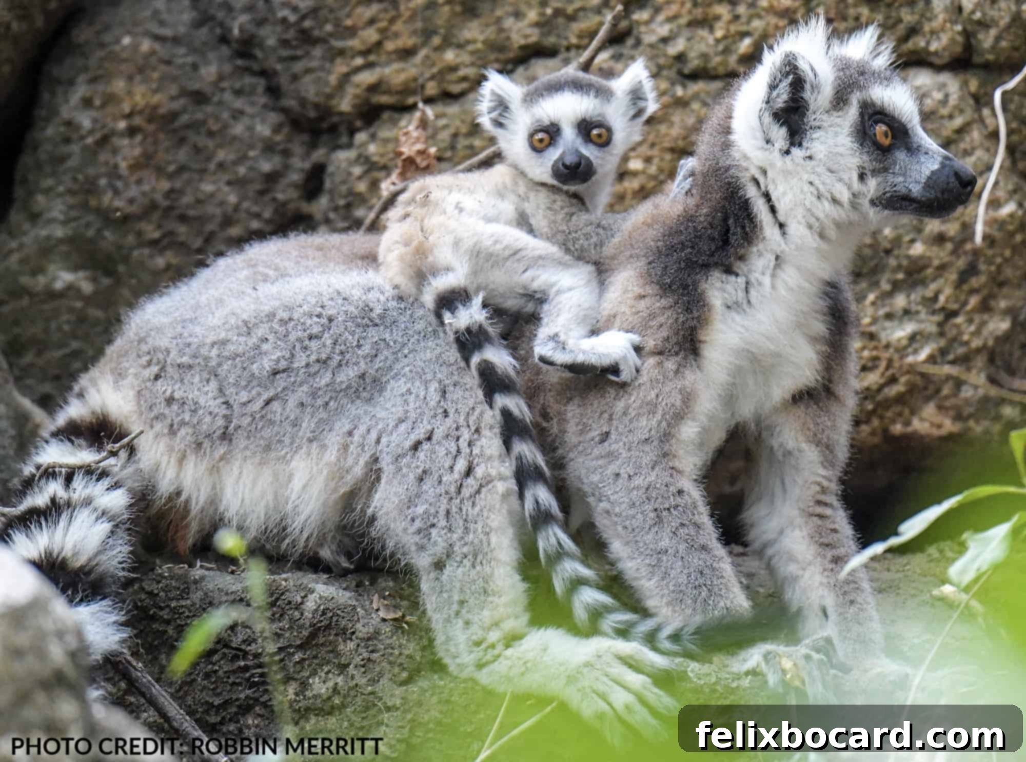 Madagascar A Realm of Lemurs 1 featured 2425