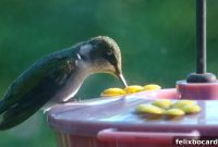 The Art of Hummingbird Feeding