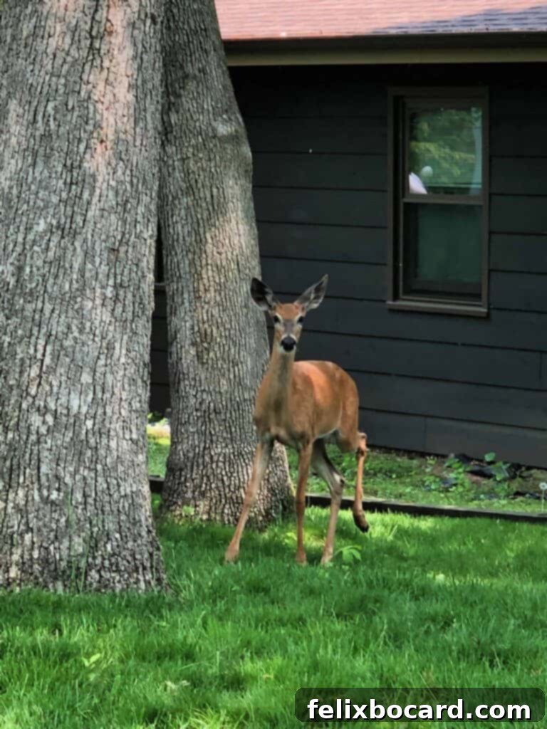 A graceful white-tailed deer stands peacefully in a vibrant green backyard, surrounded by trees and foliage, looking towards the camera.