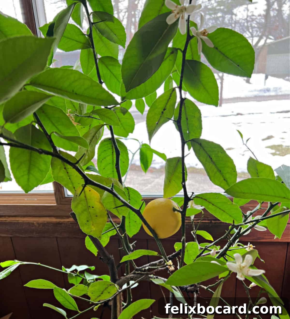 Potted lemon tree with one lemon ready to pick.
