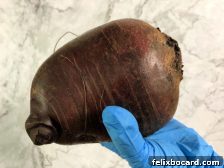 gloved hand holding a large red beet