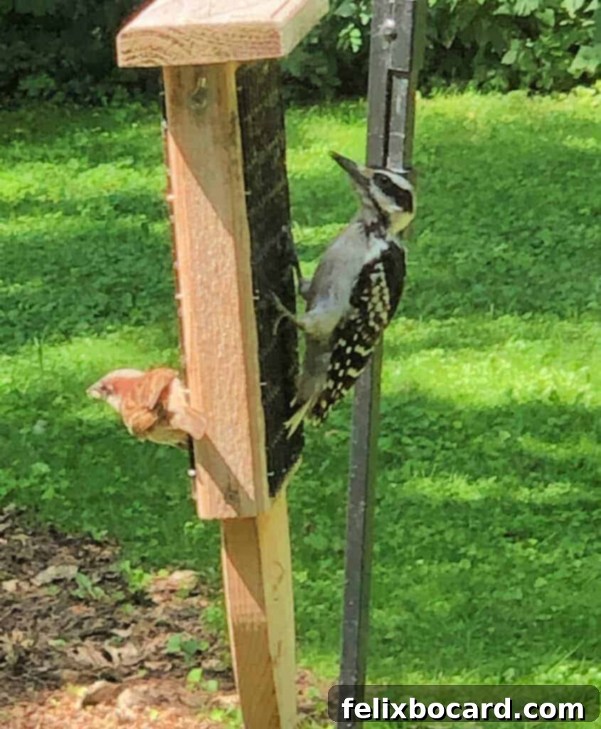 Bird suet cake in a feeder, ready for birds