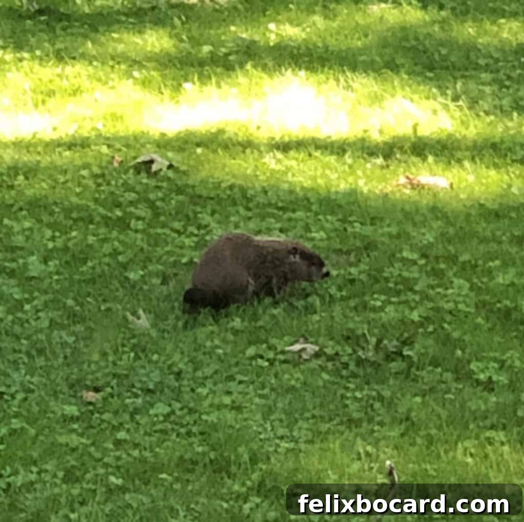 A woodchuck peeking out from behind a garden planter, looking directly at the camera.
