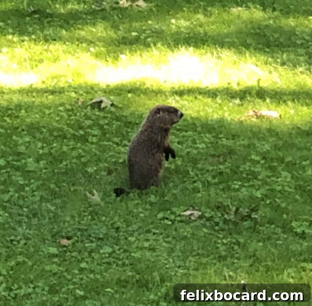 A woodchuck standing upright on its hind legs, observing its surroundings in a grassy area.