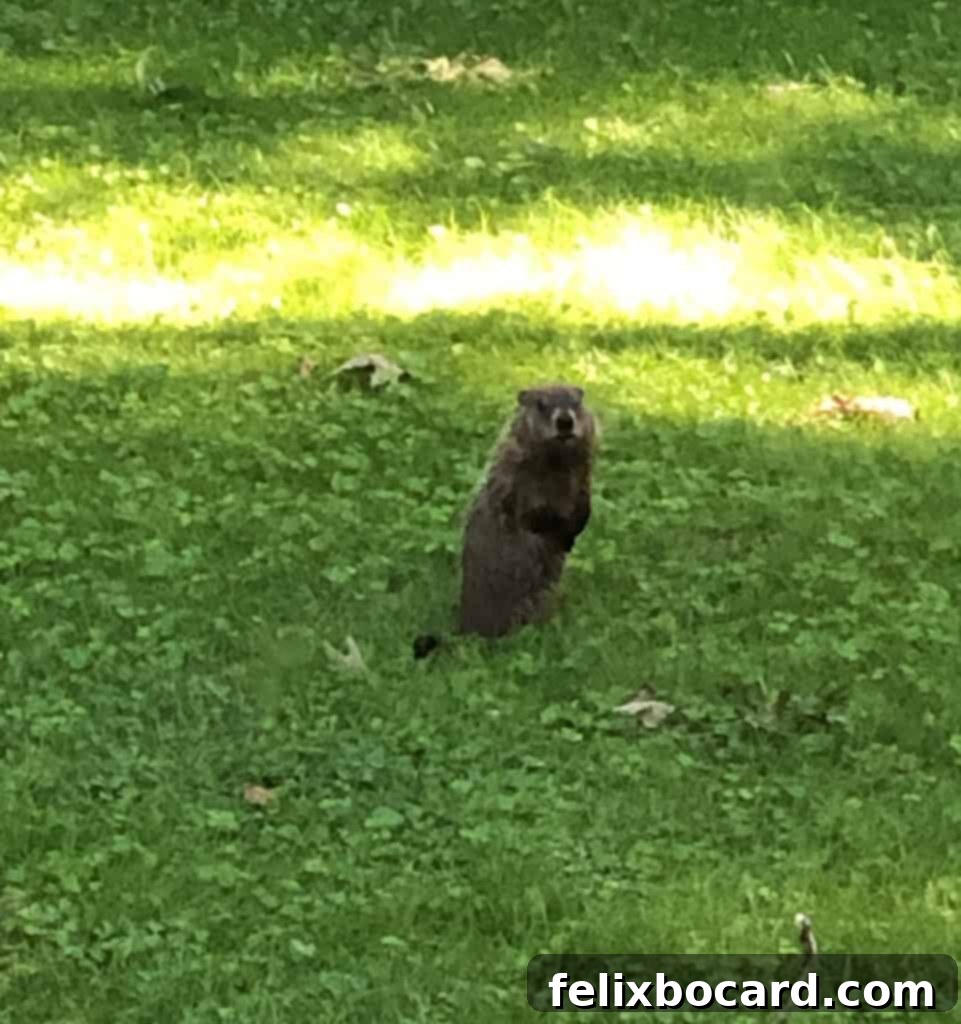 A woodchuck peeking out from its burrow entrance, with its head and front paws visible.