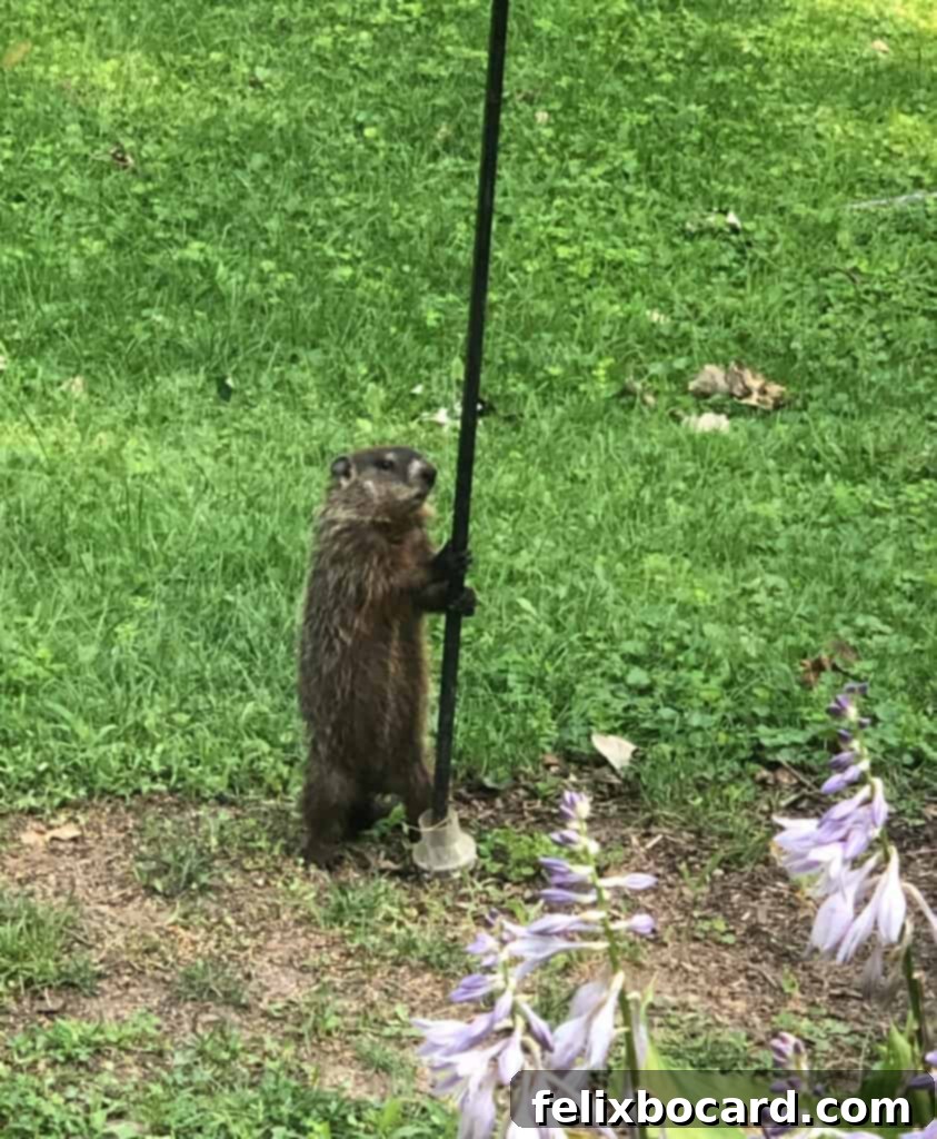 A close-up shot of a woodchuck's face, looking alertly at its surroundings.