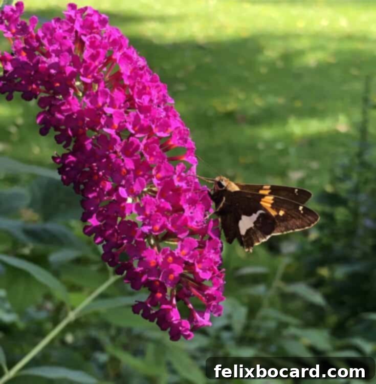 A beautiful Eastern Tiger Swallowtail butterfly enjoying purple blooms on a butterfly bush