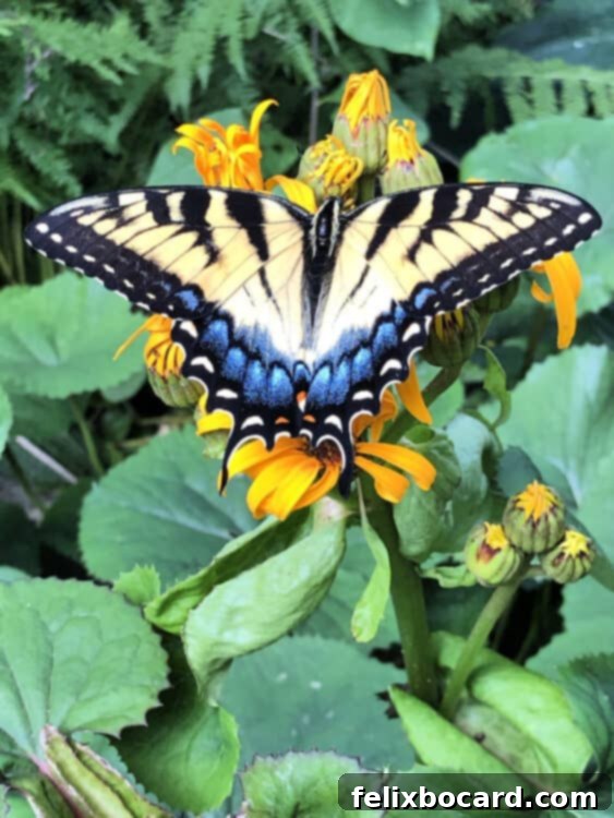 Swallowtail butterfly resting on a vibrant Ligularia flower