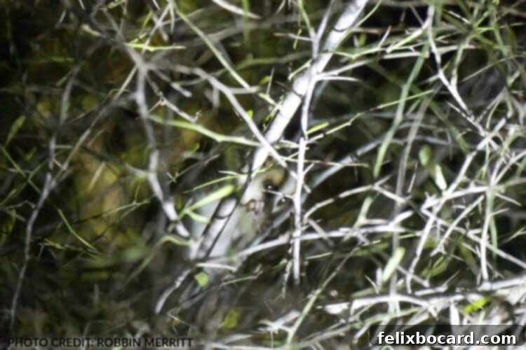 Madagascar A Realm of Lemurs 2 Gray Mouse Lemur, the smallest primate, in Madagascar