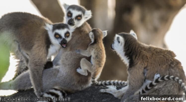 Madagascar A Realm of Lemurs 11 Group of sociable Ring-tailed lemurs with babies