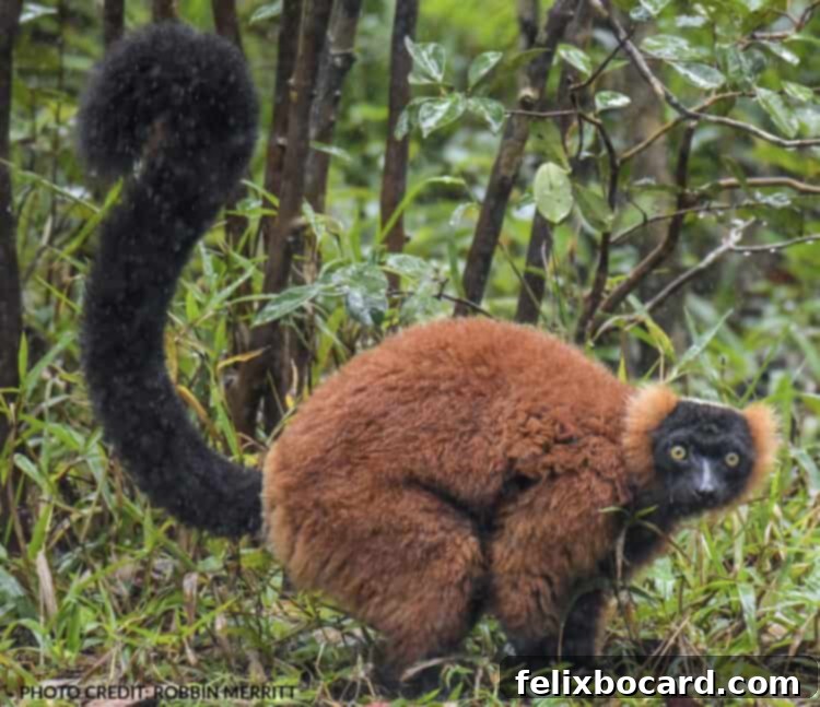 Madagascar A Realm of Lemurs 12 Red Ruffed Lemur, beautiful and unusual