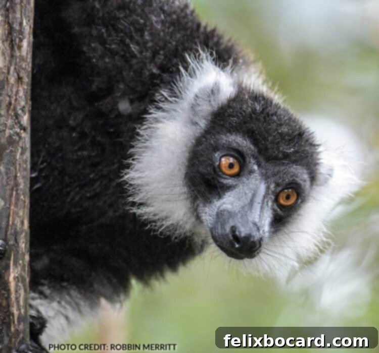 Madagascar A Realm of Lemurs 13 Black and White Ruffed Lemur, critically endangered