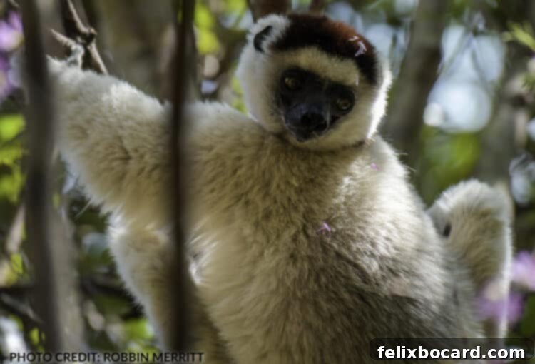 Madagascar A Realm of Lemurs 14 Verreaux's Sifaka, known as dancing lemur, in Madagascar