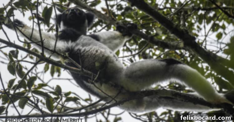Madagascar A Realm of Lemurs 15 Indri Indri, largest lemur species, in a tree