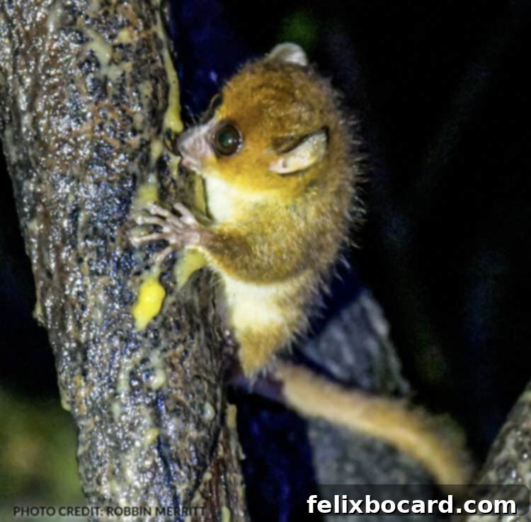 Madagascar A Realm of Lemurs 3 Brown Mouse Lemur, also known as Rufous Mouse Lemur, eating banana