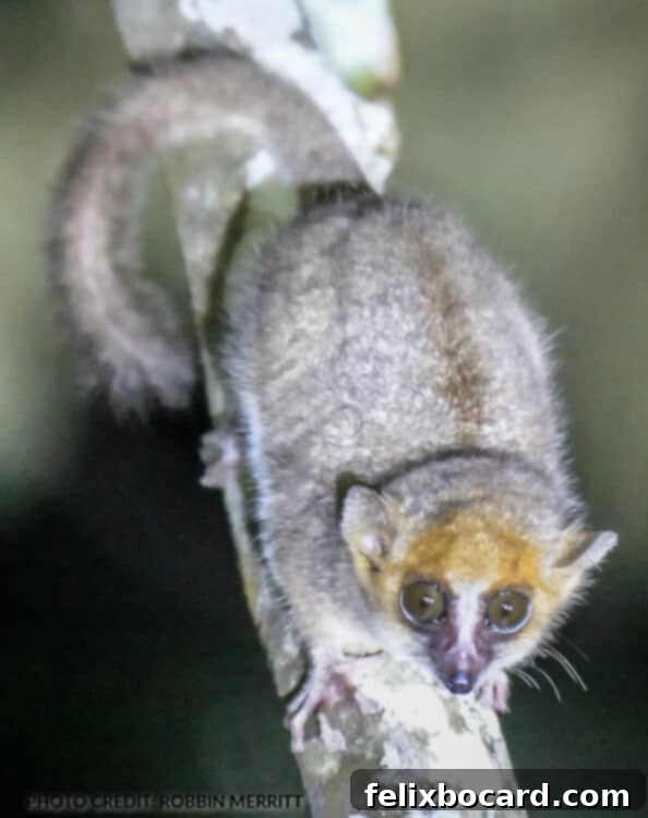 Madagascar A Realm of Lemurs 4 Goodman's Mouse Lemur in Madagascar