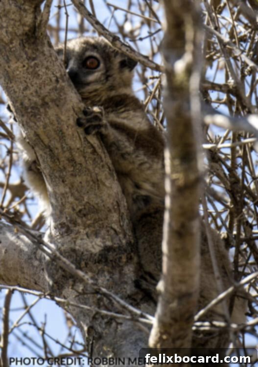 Madagascar A Realm of Lemurs 5 Sportive Lemur species resting in a tree in Madagascar