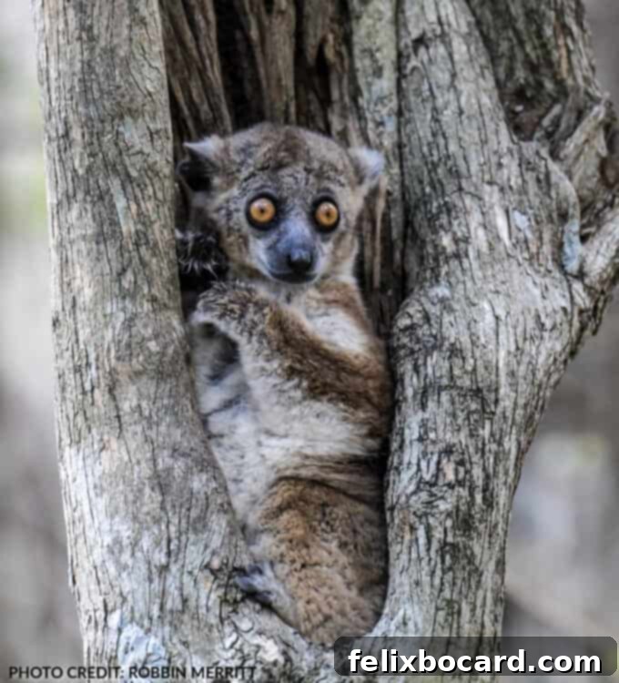 Madagascar A Realm of Lemurs 6 Zombitse Sportive Lemur appearing sleepy in Madagascar