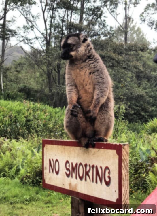 Madagascar A Realm of Lemurs 7 Common Brown Lemur, newly named Uncommon Mocha Lemur