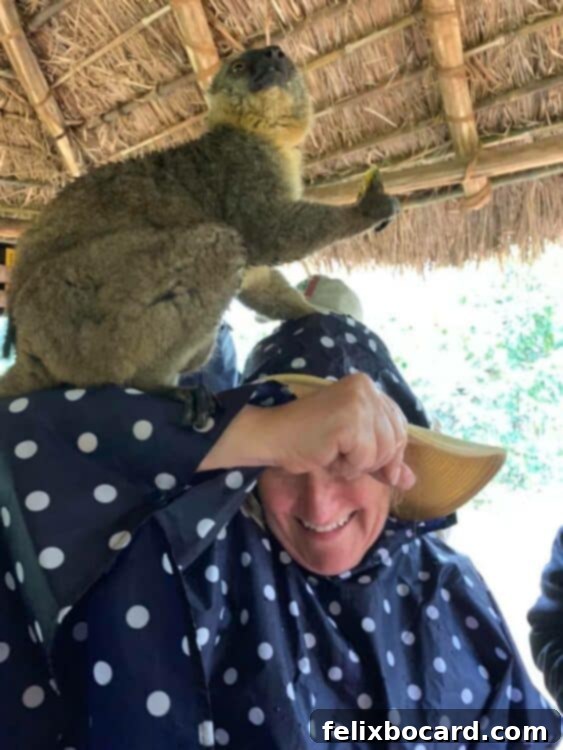 Madagascar A Realm of Lemurs 8 Lemur Island fun, Common Brown Lemur jumping on visitor