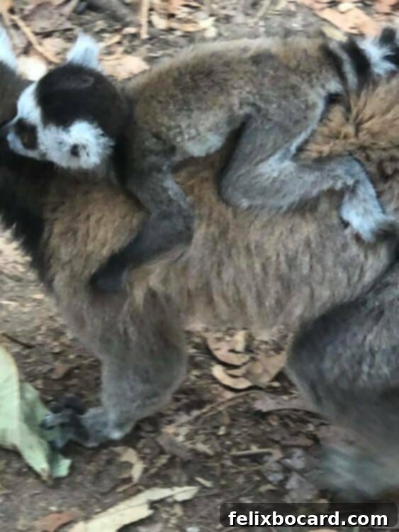 Madagascar A Realm of Lemurs 9 Ring-tailed baby lemur on a trail in Madagascar