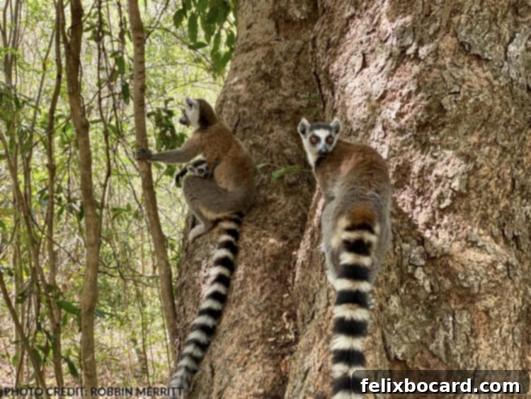 Madagascar A Realm of Lemurs 10 Ring-tailed lemur with alert, curious expression