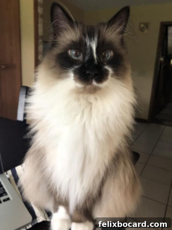 My ragdoll cat named Walter