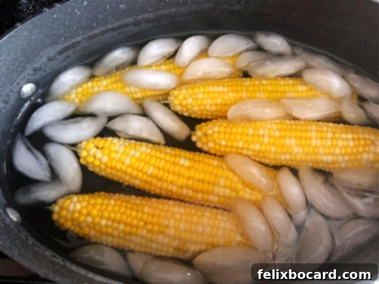 Freshly boiled corn on the cob quickly immersed in a bowl of ice water to stop the cooking process.
