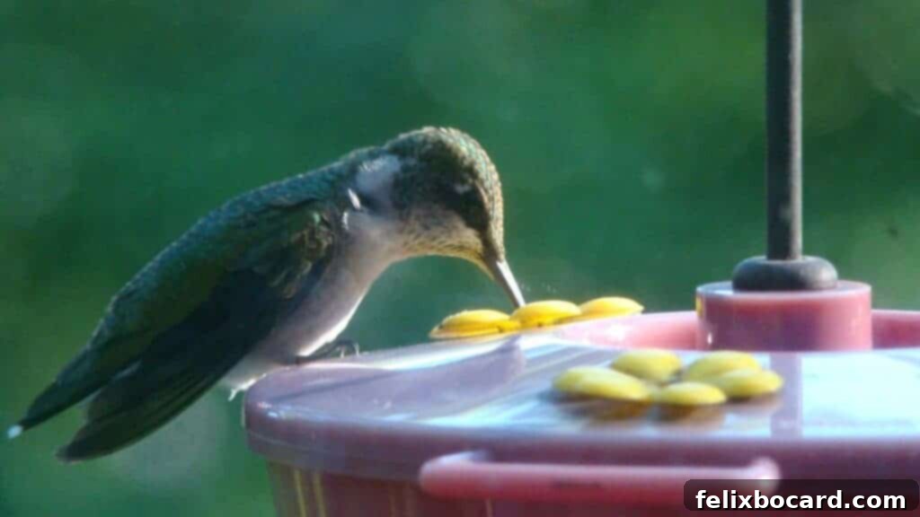 The Art of Hummingbird Feeding 11 hummingbird
