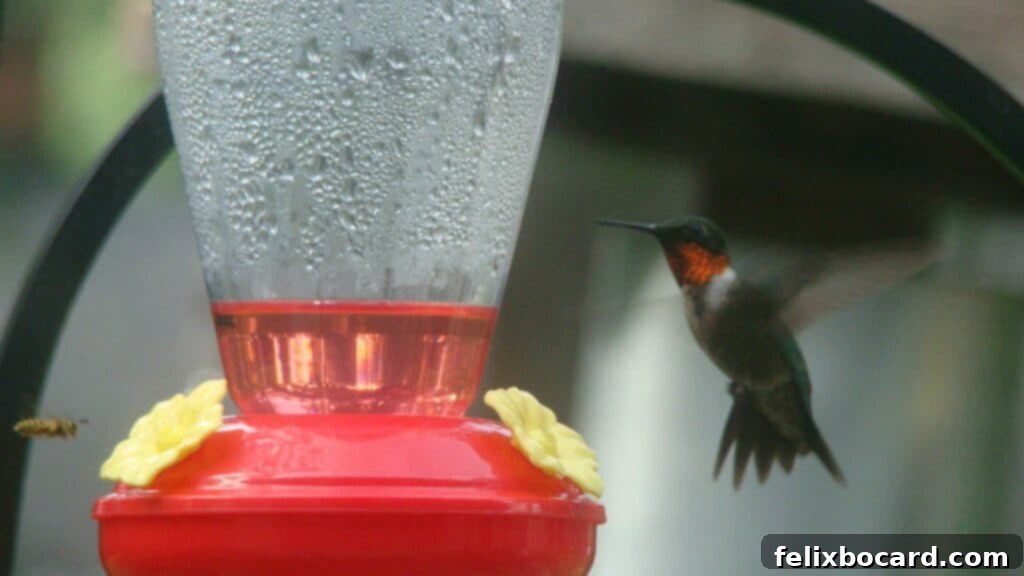 The Art of Hummingbird Feeding 12 Hummingbird at feeder