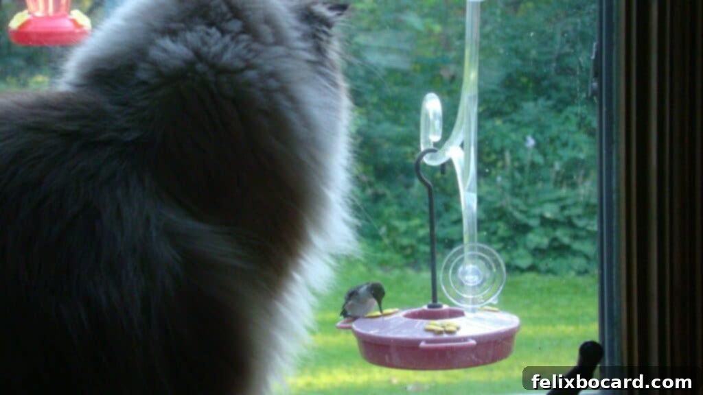 The Art of Hummingbird Feeding 13 Hummingbird feeding