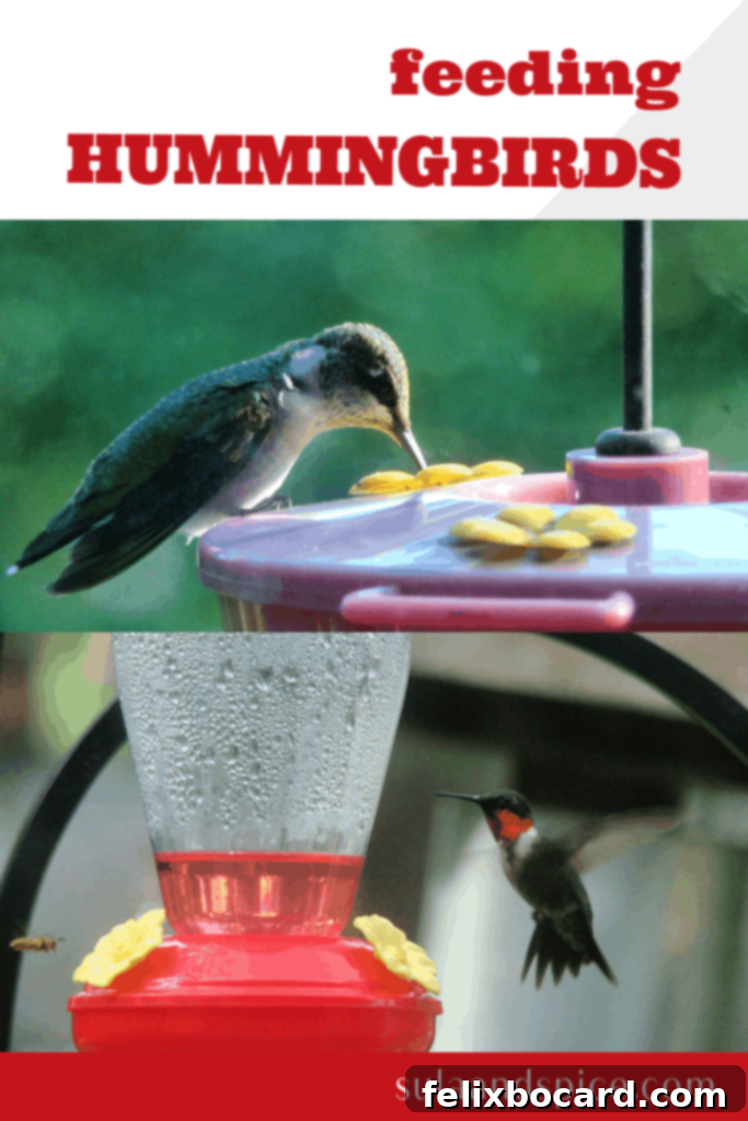 The Art of Hummingbird Feeding 14 Hummingbird on a flower