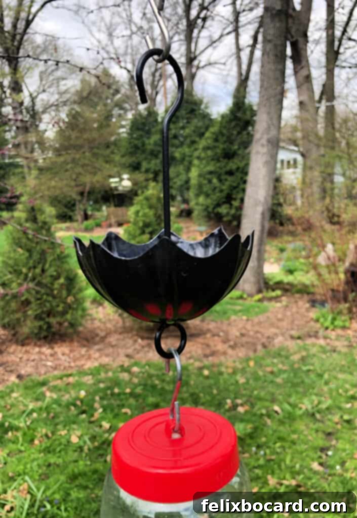 The Art of Hummingbird Feeding 10 Cute inverted parasol ant guard